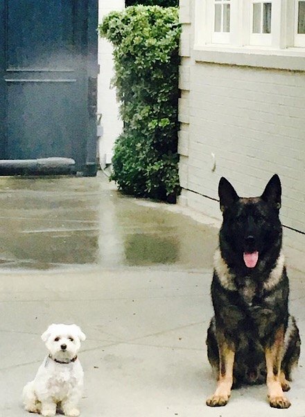 Gwyneth Paltrow's dogs